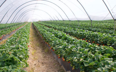 Cubiertas de invernadero de SP Soluciones Agrícolas: el plástico cuya calidad supera a su garantía