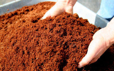 Frutos rojos de calidad y sostenibles con la fibra de coco de SP Soluciones Agrícolas