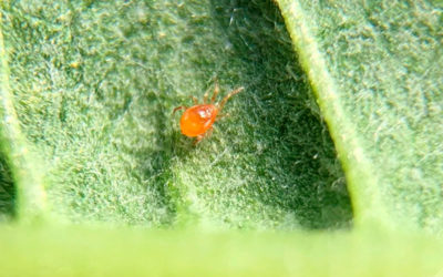 ‘Phytoseiulus persimilis’: cómo eliminar la araña roja de los cultivos de fresas