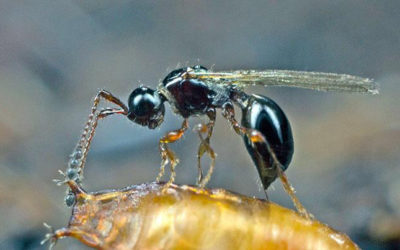 Más vale prevenir que curar: trichopria dropsophilae para combatir la drosophila suzukii