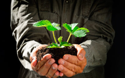 Seiland: raíces sanas para cultivos fructíferos