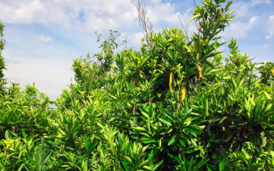Caso de éxito del uso de Biorend en una finca de cítricos