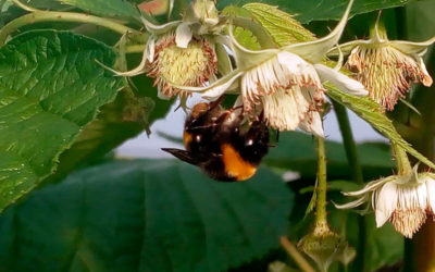 Ventajas de los abejorros para la polinización de frutos rojos
