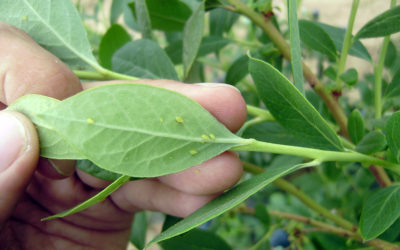 Control biológico del pulgón en cultivos de frutos rojos