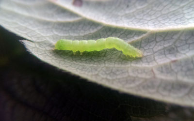 Cómo erradicar las plagas de orugas en frutos rojos