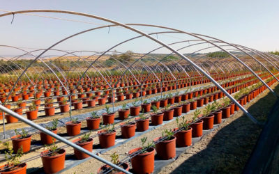 Ventajas de las macetas para el cultivo de berries en sustrato