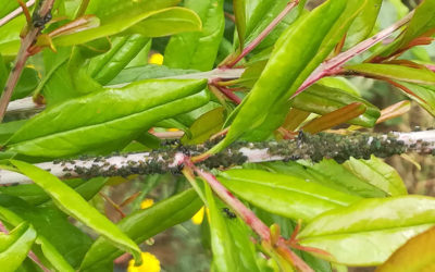 Aphidius colemani para controlar el pulgón en cultivos de granado