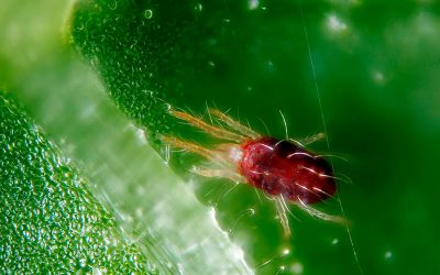 Eliminar la araña roja en cítricos con control biológico