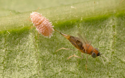 ‘Anagyrus pseudococci’: cómo acabar con las plagas de cochinilla algodonosa en cítricos