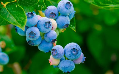 La importancia de la bioestimulación del arándano tras la poda