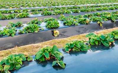 Cómo elegir tu plástico acolchado para cultivos de fresas
