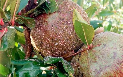 Éxito del control biológico de plagas con insectos auxiliares en una finca de granados ecológicos