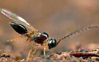 SP Soluciones Agrícolas recomienda sueltas de ‘Trichopria’ para frenar a la ‘Drosophila suzukii’