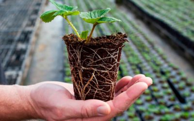 La triple acción de Biorend tras la plantación de la fresa