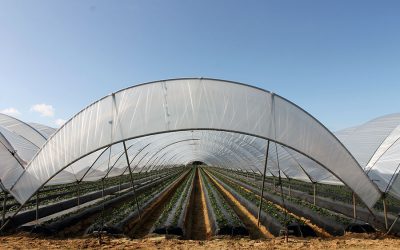 Huelvasol reduce a la mitad el consumo de plástico en los cultivos de frutos rojos