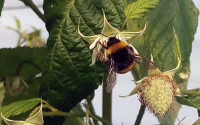 Las colmenas dobles de abejorros de SP Soluciones Agrícolas agilizan la floración en arándano y frambuesa