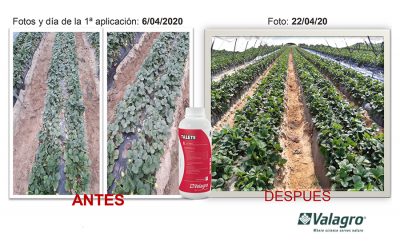 Riegos más eficientes y sostenibles con Talete