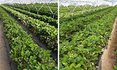 Talete reduce el consumo de agua en cultivos de fresas en un 25-30 por ciento